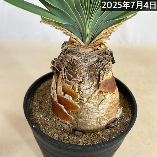 現在落葉中】ブーファン ディスティチャ 6号セラアート鉢(現品