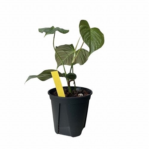 フィロデンドロン マジェスティック 4号｜芳樹園オンラインショップ