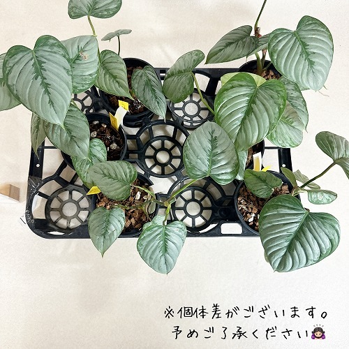 フィロデンドロン ソディロイ 4号｜芳樹園オンラインショップ