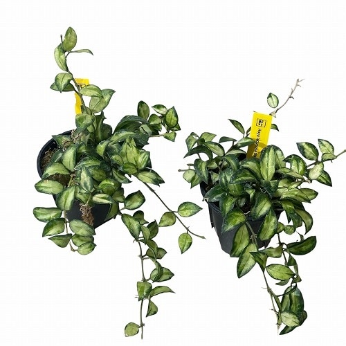 ホヤ ラクノーサ トリカラー ボルネオ 3号｜芳樹園オンラインショップ