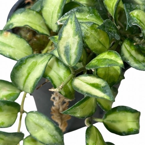 ホヤ ラクノーサ トリカラー ボルネオ 3号｜芳樹園オンラインショップ