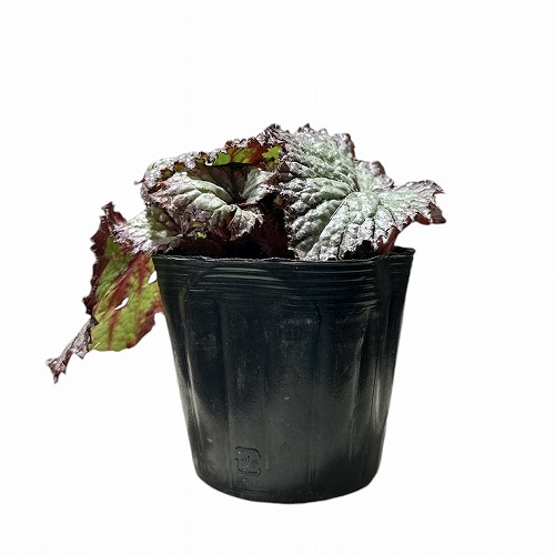 レックスベゴニア コーウィン 3.5号｜芳樹園オンラインショップ