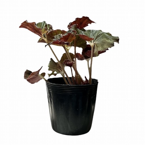 怪奇植物 ベゴニアメラノブラータ 新芽つき　激レア希少植物③ セール 怪奇植物 ベゴニアメラノブラータ 新芽つき 激レア希少植物③