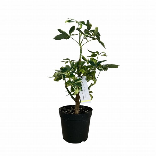 シェフレラ ソフィア(斑入り) 3.5号｜芳樹園オンラインショップ