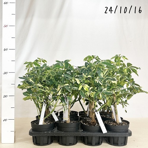 【美株】シェフレラ・ソフィア 斑入り 古木仕立て 観葉植物① シェフレラ ソフィア(斑入り) 3.5号｜芳樹園オンラインショップ