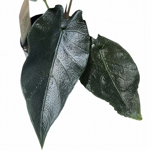 アロカシア　アントロベルベット kajoen_20green09-71