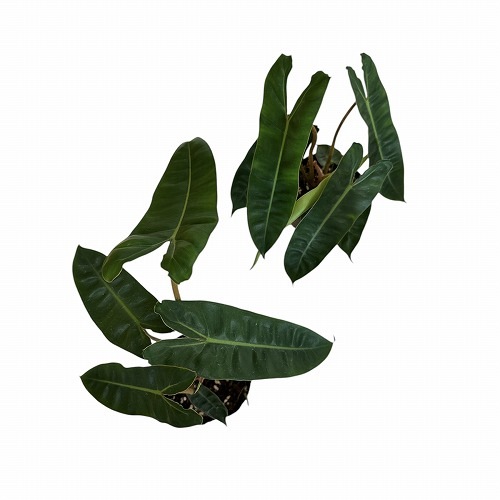 フィロデンドロン ビレッタエ 3.5号 ｜芳樹園オンラインショップ