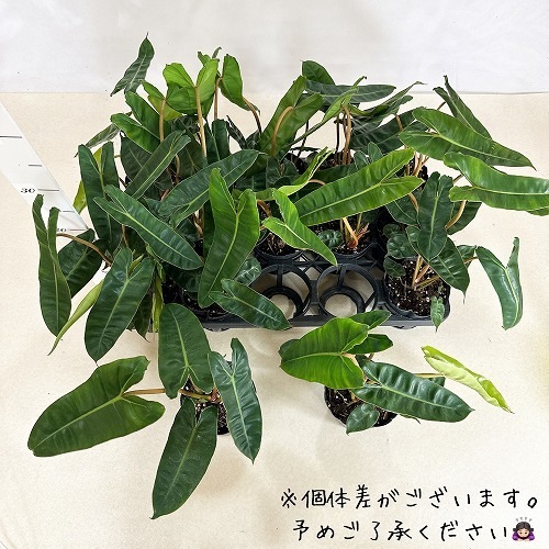 大きめ★　フィロデンドロン　ビレッタエ 大型配送対象【フィロデンドロン・ビレッタエ】※陶器鉢別売り