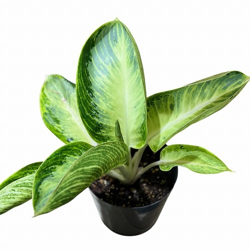 アグラオネマ カンクン 6号 ｜芳樹園オンラインショップ