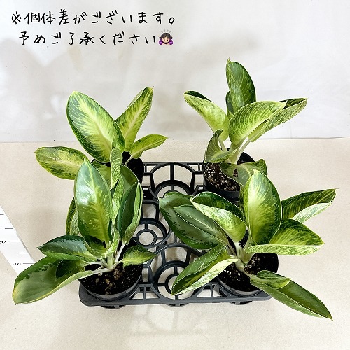 アグラオネマ カンクン 6号 ｜芳樹園オンラインショップ