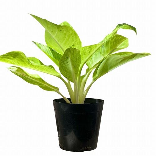 アグラオネマ ライムグリーン 6号｜芳樹園オンラインショップ