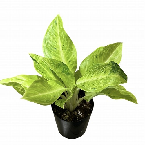 アグラオネマ ライムグリーン 6号｜芳樹園オンラインショップ