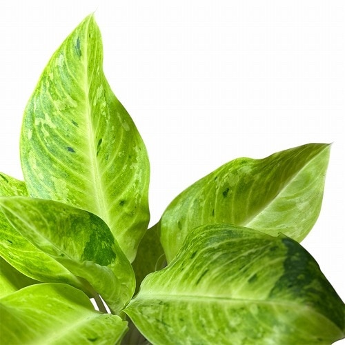 アグラオネマ ライムグリーン 6号｜芳樹園オンラインショップ