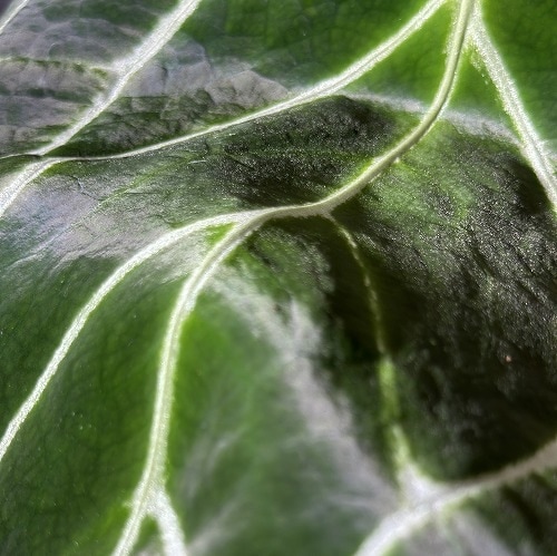 アンスリウム サウスアメリカ クリスタリヌム(クリスタリナム) 5号