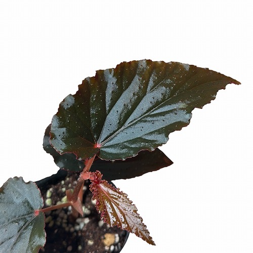 訳あり特価】ベゴニア ブラックドラゴン 2.5号(個体おまかせ1鉢