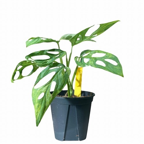 希少 モンステラ アンダーソニー マダラ 4.5号 斑入り モンステラ アダンソニー 斑入り ミント 4号｜芳樹園オンラインショップ