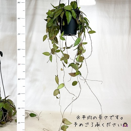 ホヤ カウダータ スマトラ 5号｜芳樹園オンラインショップ