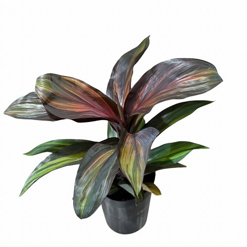 コルジリネ ターミナリス チョコレートクイーン 3.5号｜芳樹園