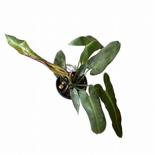フィロデンドロン アタバポエンセ 3.5号硬質｜芳樹園オンライン