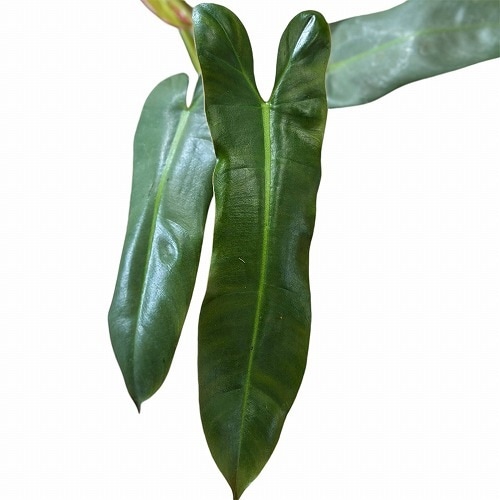 超絶希少❗️美斑❗️フィロデンドロン　アタバポエンセ　斑入り✨ 超絶希少❗️美斑❗️フィロデンドロン アタバポエンセ 斑入り