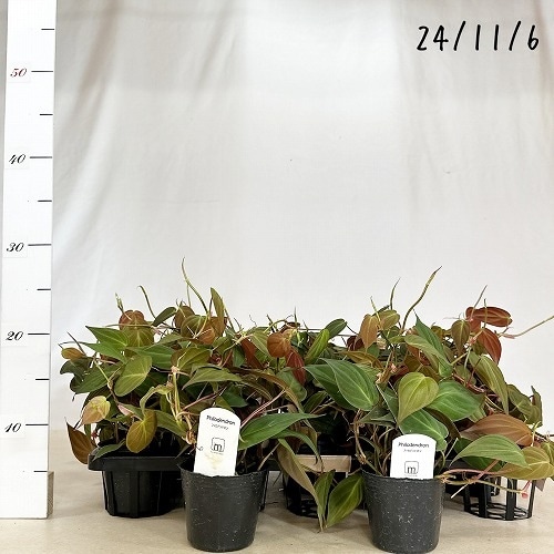 フィロデンドロン　ミカンス　苗　観葉植物 c7bcaf3ac15ebcfb26ac3a4c0129f2