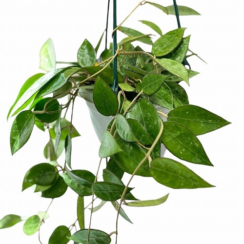 ホヤ(サクララン) sp. 4号吊り鉢｜芳樹園オンラインショップ