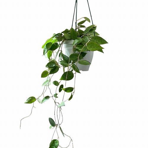 hoya ホヤ クロランサ chlorantha 3号 吊り鉢 ホヤ(サクララン) sp. 4号吊り鉢|芳樹園オンラインショップ