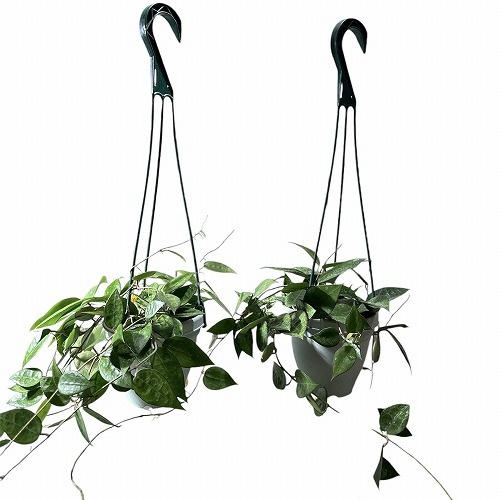hoya ホヤ クロランサ chlorantha 3号 吊り鉢 ホヤ(サクララン) sp. 4号吊り鉢｜芳樹園オンラインショップ