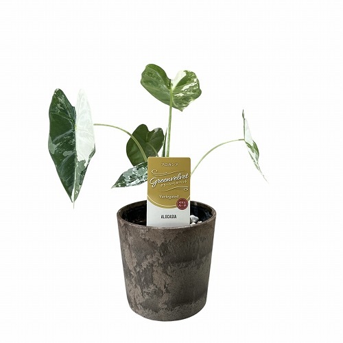 アロカシア グリーン ベルベット 斑入り 3号｜芳樹園オンラインショップ