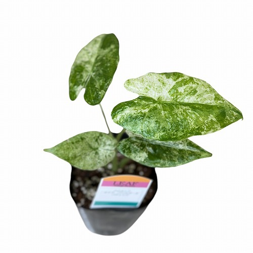 アロカシア オドラ バリエガータ バティック 3号｜芳樹園オンライン
