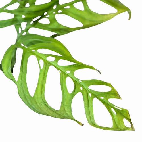 超希少❗️モンステラ　エスケレート✨ モンステラ エスケレート | GREEN LUCK