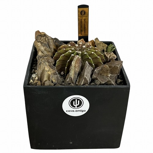 ギムノカリキウム フリードリッヒ LB2178 ハビタットスタイル 5号