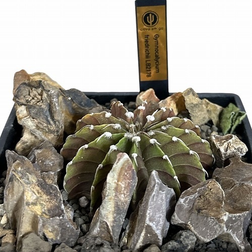 ギムノカリキウム フリードリッヒ LB2178 ハビタットスタイル 5号