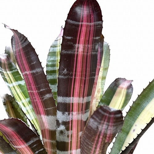 エクメア チャンティニー ロベルト メネスカル 3.5号ロング