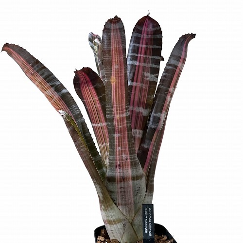 エクメア チャンティニー ロベルト メネスカル 3.5号ロング｜芳樹園