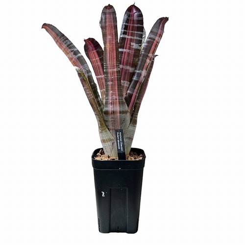 エクメア チャンティニー ロベルト メネスカル 3.5号ロング｜芳樹園