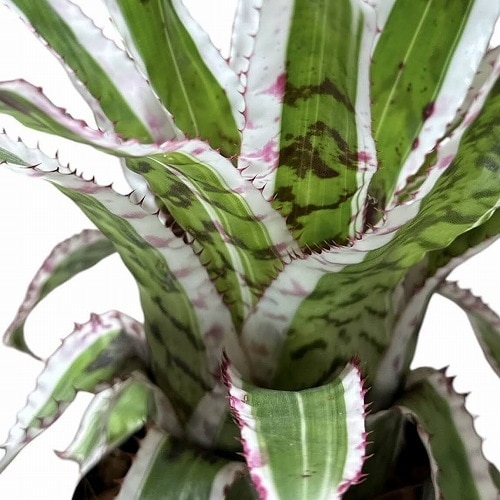 エクメア オーランディアナ エンサイン 3.5号ロング｜芳樹園オンライン