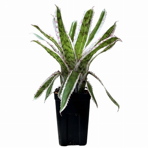 エクメア オーランディアナ エンサイン 3.5号ロング｜芳樹園オンライン