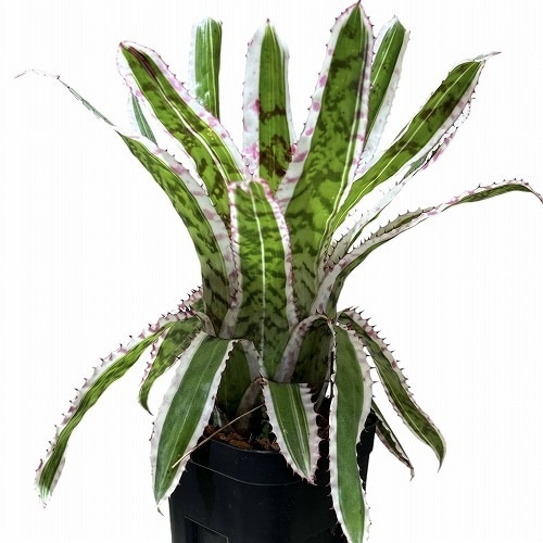 エクメア オーランディアナ エンサイン 3.5号ロング｜芳樹園オンライン