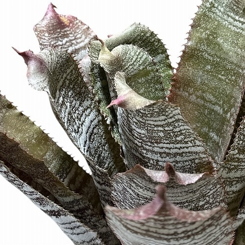 ホヘンベルギア コレイア アラウジョイ 3.5号ロング｜芳樹園オンライン