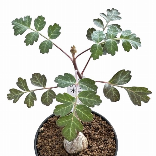 象の木(パキコルミス ディスカラー) 2.5号｜芳樹園オンラインショップ