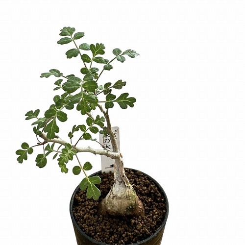 象の木(パキコルミス ディスカラー) 2.5号｜芳樹園オンライン