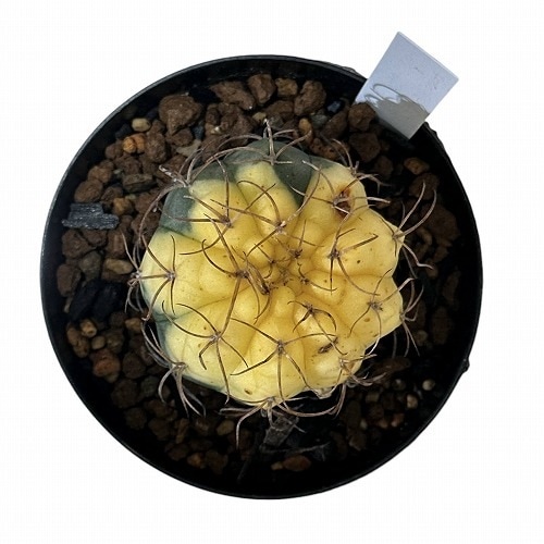 ギムノカリキウム 天平丸 錦 2.5号｜芳樹園オンラインショップ