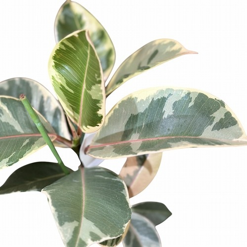 【ゆたか様】 フィカス◦ティネケ 曲がり仕立て♪ 93cm♪ フィカス：ティネケ（曲げ仕立て） 4号ポット の通販 | 園芸ネット