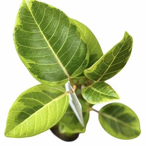 フィカス アルテシマ 曲がり 4号ポット｜芳樹園オンラインショップ