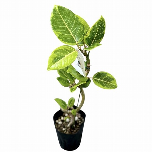 フィカス　アルテシマ　4 観葉植物 フィカス アルテシーマ 4号 曲り リア ピンク M 付き | 観葉