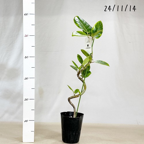 フィカス　アルテシマ　4 フィカス アルテシマ 曲がり 4号ポット｜芳樹園オンラインショップ