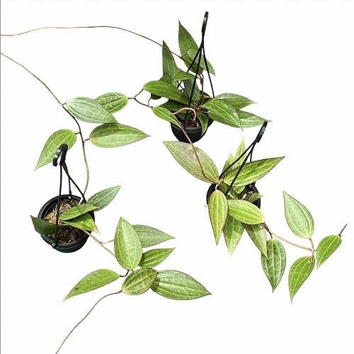 ホヤ ラオ 3号吊り ｜芳樹園オンラインショップ