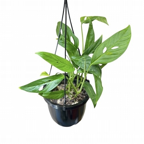 モンステラ テナ 4号吊り鉢｜芳樹園オンラインショップ