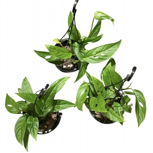 モンステラ テナ 4号吊り鉢｜芳樹園オンラインショップ